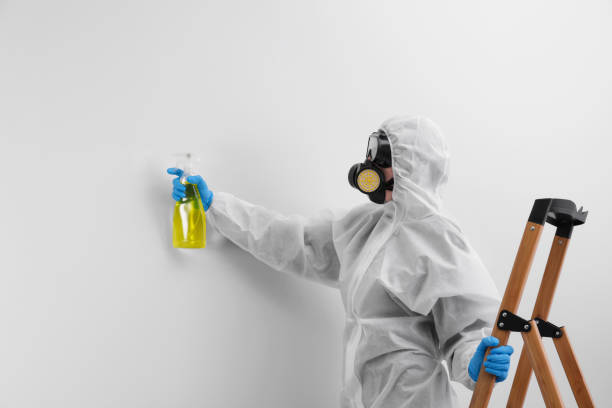 Why You Should Choose Our Mold Remediation Services in Granite City, IL